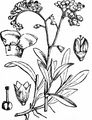 Water Forget-Me-Not - Myosotis scorpioides L.