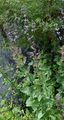 Hairless Cat-Mint - Nepeta nuda L.