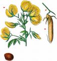 Yellow Restharrow - Ononis natrix L.