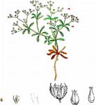 Vierblättriges Nagelkraut - Polycarpon tetraphyllum (L.) L. 