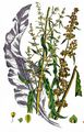 Curled Dock - Rumex crispus L.