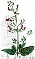 Green Figwort - Scrophularia umbrosa Dumort.