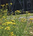 Schmalblättriges Greiskraut - Senecio inaequidens DC.