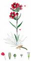 Sticky Catchfly - Silene viscaria (L.) Jess.