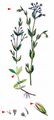 Bog Stitchwort - Stellaria alsine Grimm