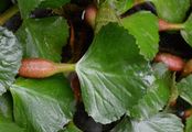 Water Chestnut - Trapa natans L.