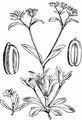Gekielter Feldsalat - Valerianella carinata Loisel.