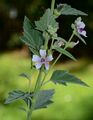 Marsh-Mallow - Althaea officinalis L.