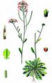 Sand Rock-Cress - Arabidopsis arenosa (L.) Lawalrée