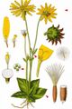 Mountain Arnica - Arnica montana L.