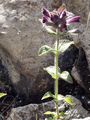 Alpenhelm - Bartsia alpina L.