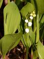 Lily-Of-The-Valley - Convallaria majalis L.