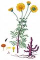 Yellow Chamomile - Cota tinctoria (L.) J. Gay