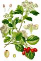 Midland Hawthorn - Crataegus laevigata (Poir.) DC.