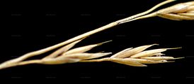 Duvals Schaf-Schwingel - Festuca duvalii (St.-Yves) Markgr.-Dann.