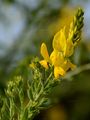 Deutscher Ginster - Genista germanica L.