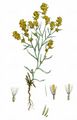 Sumpf-Ruhrkraut - Gnaphalium uliginosum L.