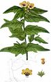 Henbane - Hyoscyamus niger L.