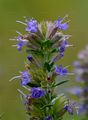 Hyssop - Hyssopus officinalis L. 