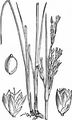 Sea Rush - Juncus maritimus Lam.