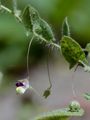 Sharp-Leaved Fluellen - Kickxia elatine (L.) Dumort.