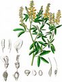 Ribbed Melilot - Melilotus officinalis (L.) Lam.