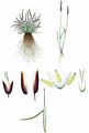 Early Sand-Grass - Mibora minima (L.) Desv.