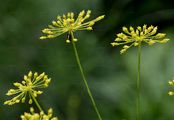 Hog's Fennel - Peucedanum officinale L.