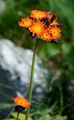 Orangerotes Habichtskraut - Pilosella aurantiaca (L.) F. W. Schultz & Sch. Bip.