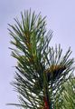 Austrian Pine, Corsican Pine - Pinus nigra J. F. Arnold