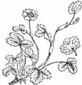 Erdbeer-Fingerkraut - Potentilla sterilis (L.) Garcke