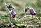 Small Pasque Flower - Pulsatilla pratensis (L.) Mill.