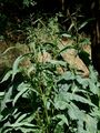 Fluß-Ampfer - Rumex hydrolapathum Huds.