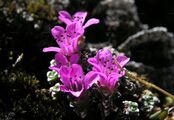 Roter Steinbrech - Saxifraga oppositifolia L.