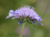 Small Scabious - Scabiosa columbaria L.