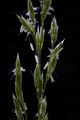 Tall Fescue - Schedonorus arundinaceus (Schreb.) Dumort.