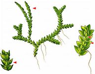 Schweizer Moosfarn - Selaginella helvetica (L.) Spring 