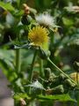 Rauhe Gänsedistel - Sonchus asper (L.) Hill