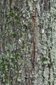 Wych Elm - Ulmus glabra Huds.