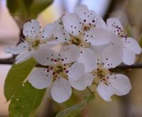 Pyrus communis (Kultur-Birne) - Blüten
