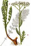 Edle Schafgarbe - Achillea nobilis L. 