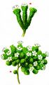 Swiss Androsace - Androsace helvetica (L.) All.