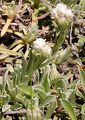 Karpaten-Katzenpfötchen - Antennaria carpatica (Wahlenb.) Bluff & Fingerh.