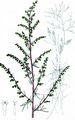 Feld-Beifuß - Artemisia campestris L.