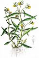 Nodding Bur-Marigold - Bidens cernuus L.