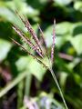 Yellow Bluestem - Bothriochloa ischaemum (L.) Keng