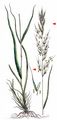 Upright Brome - Bromopsis erecta (Huds.) Fourr.