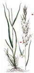 Aufrechte Trespe - Bromopsis erecta (Huds.) Fourr. 