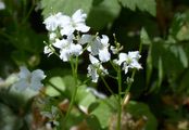 Kleeblättriges Schaumkraut - Cardamine trifolia L.