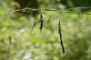 Wald-Segge - Carex sylvatica Huds.